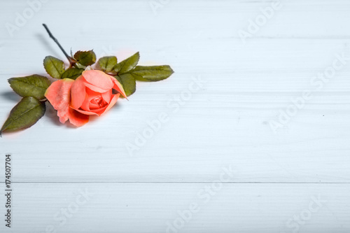 English orange rose on wooden background. Copy space. Mother s  Valentines  Women s  Wedding Day concept.