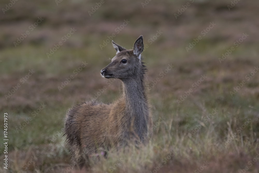 red deer hind portrait during rutting season red deer hind portrait during rutting season