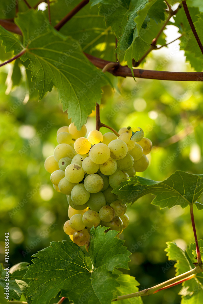 Grapes Grapes