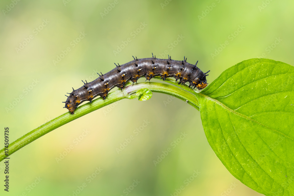 Blue pansy (Junonia orithya) caterpillar Blue pansy (Junonia orithya) caterpillar