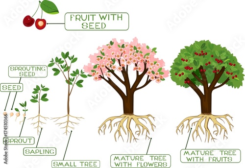 Plant growing from seed to cherry tree with captions. Life cycle of tree. Tree with root system