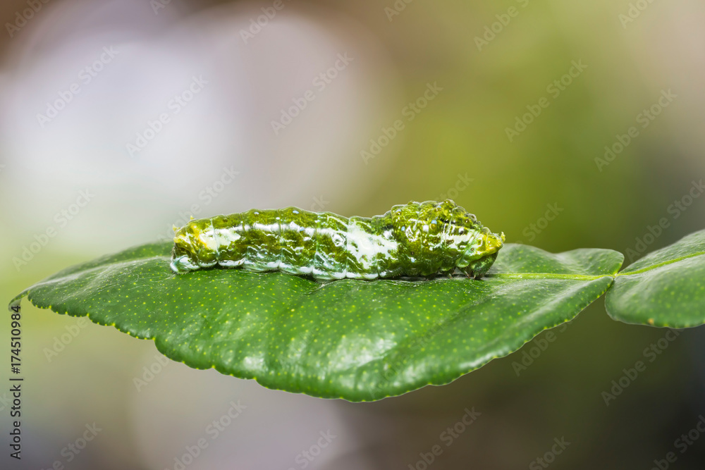 Great Mormon (Papilio memnon) caterpillar Great Mormon (Papilio memnon) caterpillar