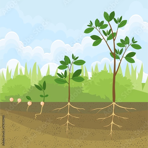 Sequential stages of growth of plant from seed to tree