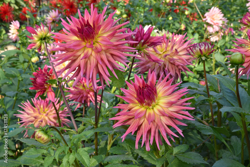 Fototapeta Naklejka Na Ścianę i Meble -  Dahlia cactus rose en été au jardin