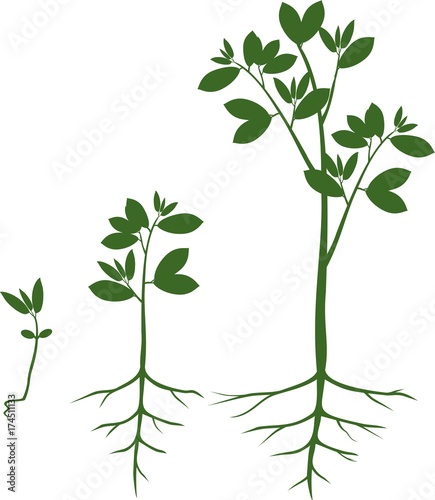 Sequential stages of growth of plant from seed to tree