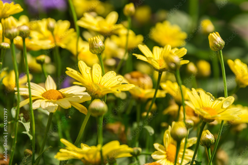 Fototapeta premium Zinnia, Bumblebee on flower