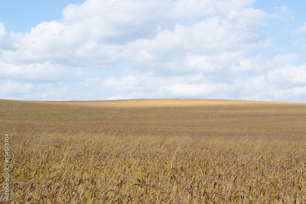 Autumn Russian grain field background, the Urals
