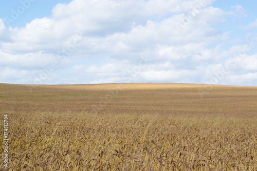 Autumn Russian grain field background  the Urals