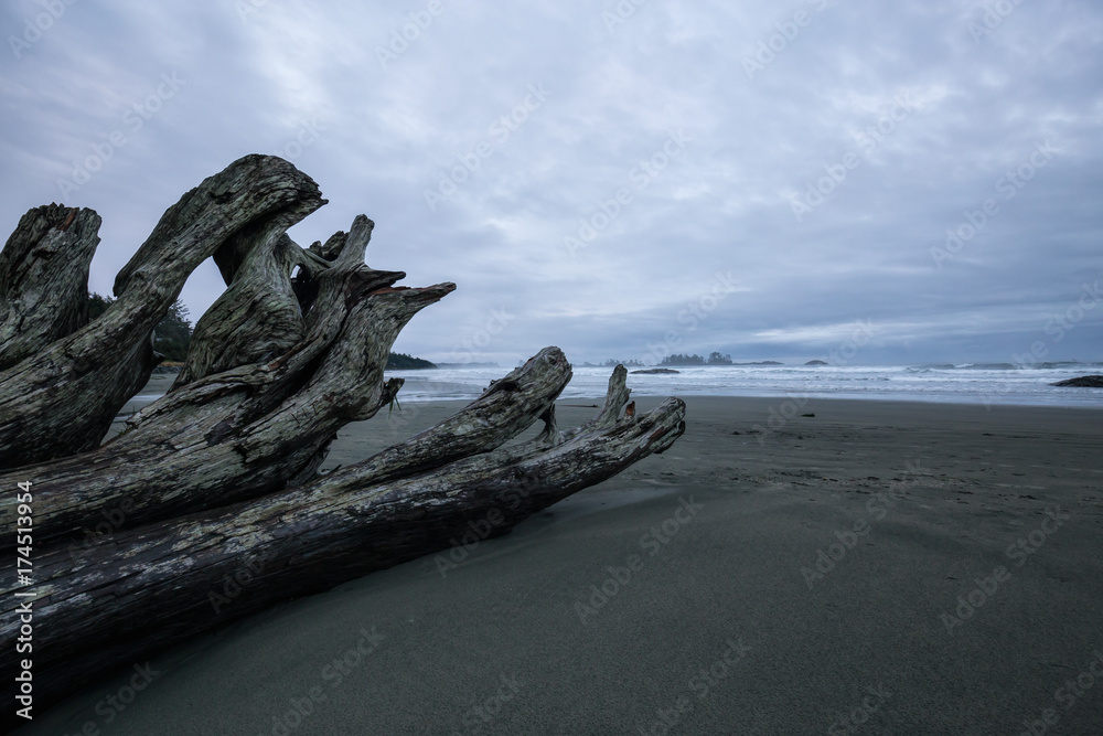Beautiful moody view on the sandy beach on the Pacific West Coast during a cloudy early morning. Taken in Tofino, Vancouver Island, British Columbia, Canada. Beautiful moody view on the sandy beach on the Pacific West Coast during a cloudy early morning. Taken in Tofino, Vancouver Island, British Columbia, Canada.