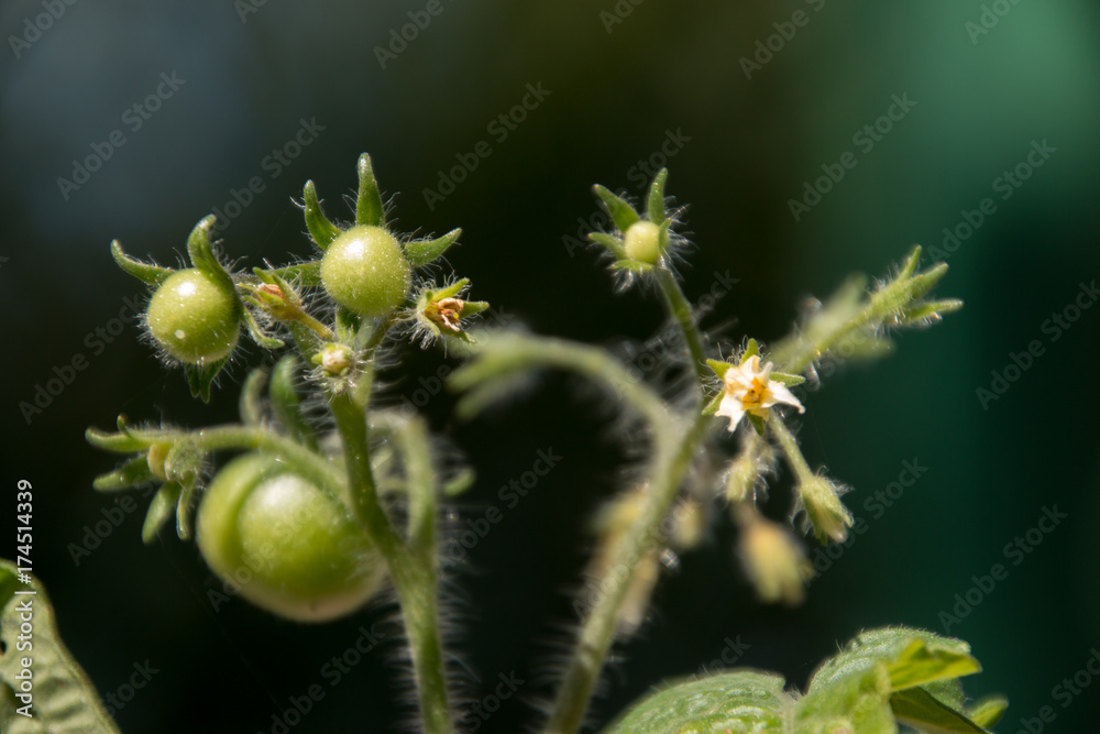 Tomatera Cherry Tomatera Cherry