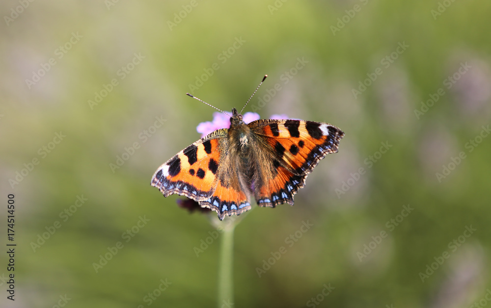 Small tortoiseshell – Aglais urticae Butterfly Small tortoiseshell – Aglais urticae Butterfly
