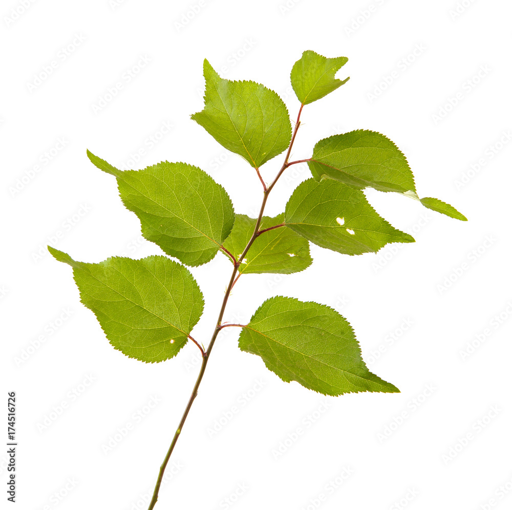 Fototapeta premium A branch of an apricot tree on a white isolated background. Space for text.
