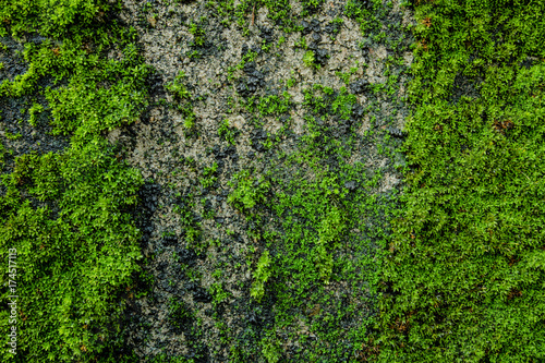 Moss green on the wall surface.