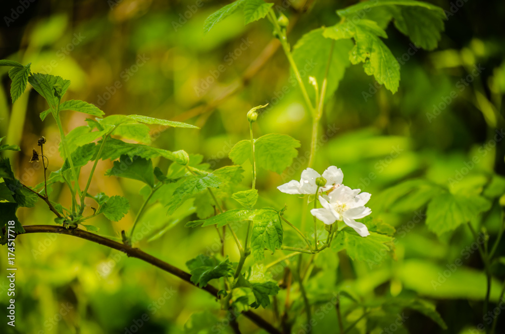The flowers of blackberry The flowers of blackberry