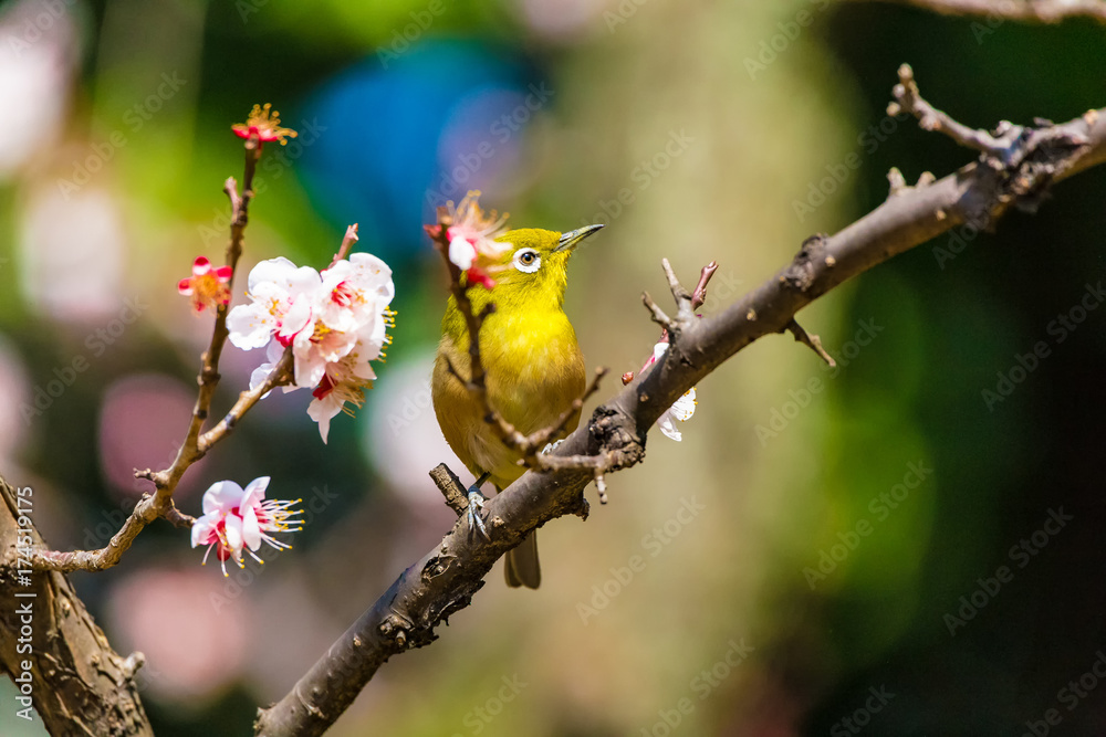 The Japanese White eye.The background is white plum blossoms.Located in Tokyo Prefecture Japan. The Japanese White eye.The background is white plum blossoms.Located in Tokyo Prefecture Japan.