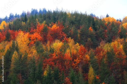 Autumn landscape in Rodopi, Bulgaria. Colorful autumn forest. © Pencho Tihov