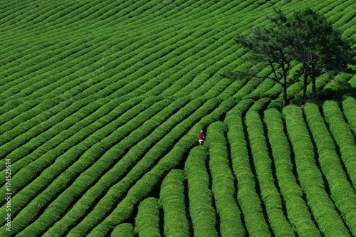 Green Tea fields