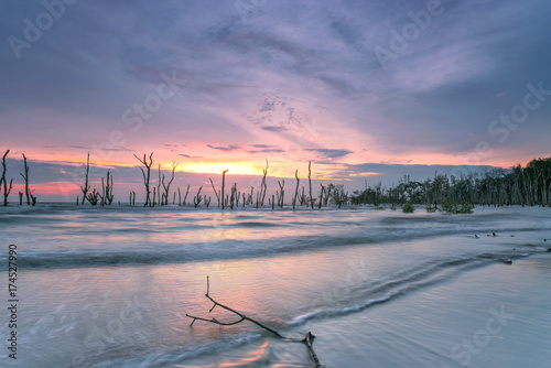 Dead mangrove tree along Kelanang Beach during sunset photo