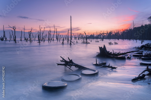 Dead mangrove tree along Kelanang Beach during sunset photo