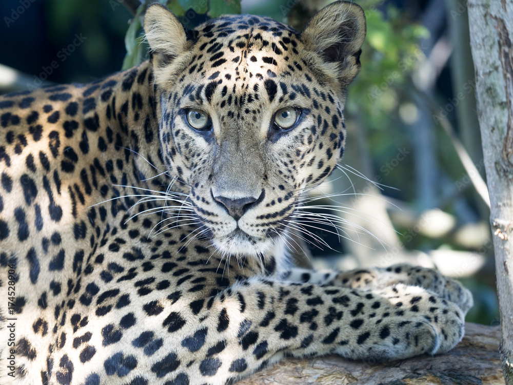 Naklejka premium portrait of Sri Lanka Leopard, Panthera pardus kotiya