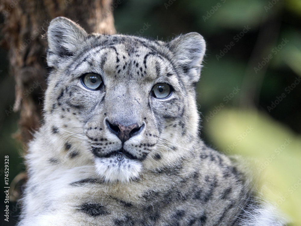 Fototapeta premium portarit Snow leopard, Uncia ucia