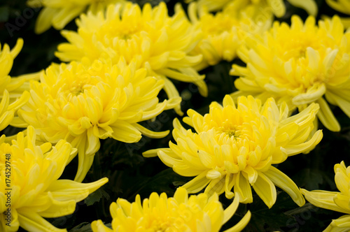 Pink / orange / yellow chrysanthemum in garden for background
