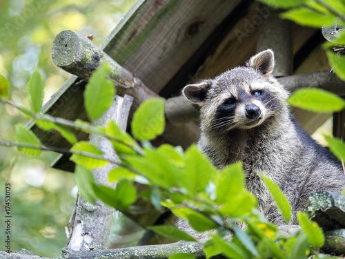 Fototapeta Naklejka Na Ścianę i Meble -  American raccoon, Procyon lotor, curiously watches the surroundings