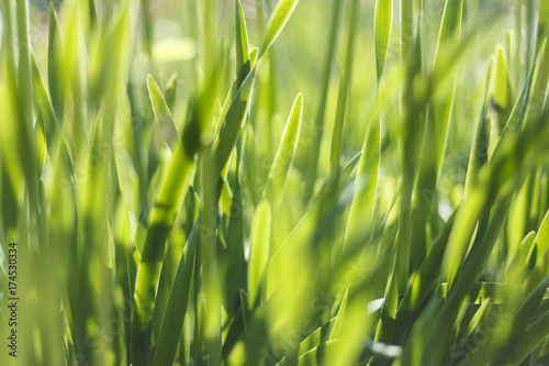 Fresh spring bokeh and green grass. Soft Focus. Abstract Nature Background
