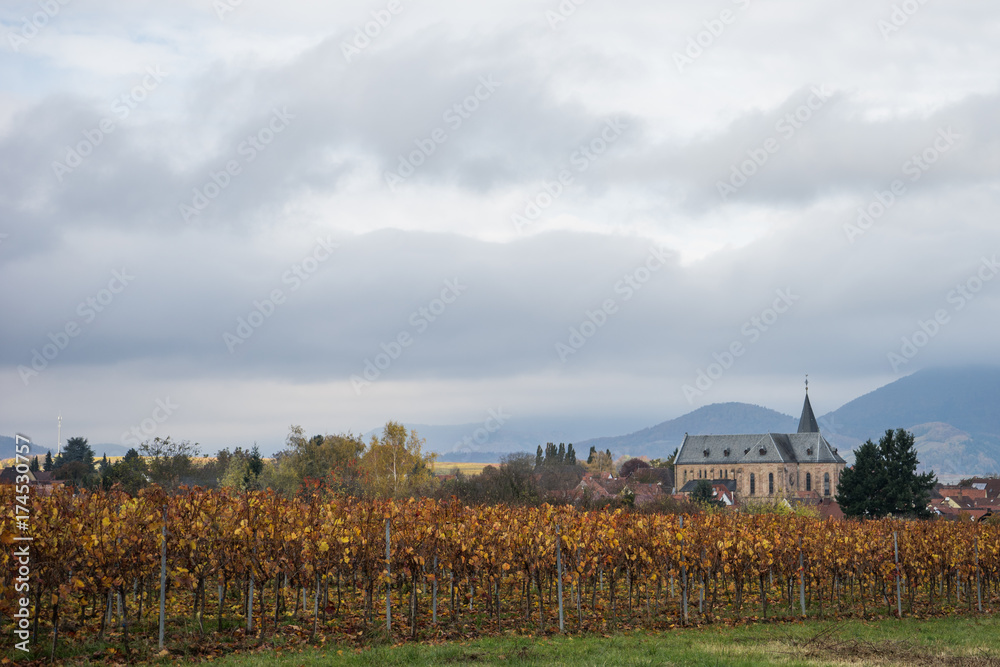 Weinberge in der Pfalz im Herbst