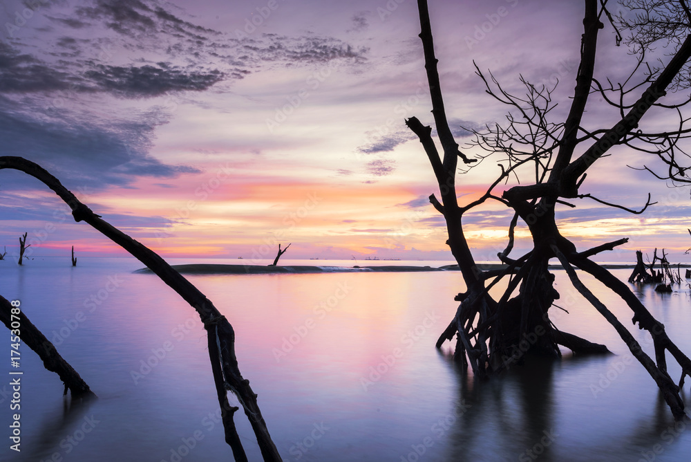 Fototapeta premium Dead mangrove tree along Kelanang Beach during sunset