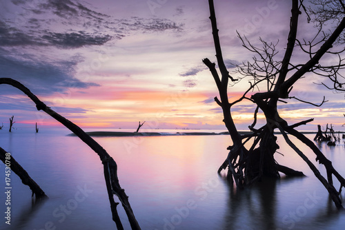 Dead mangrove tree along Kelanang Beach during sunset photo