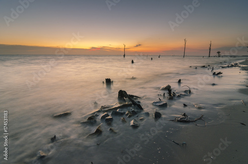 Dead mangrove tree along Kelanang Beach during sunset photo