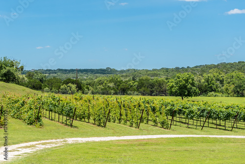 Texas Hill Country Vineyard