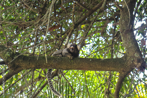 Macaco sagui © Reynaldo G. Lopes