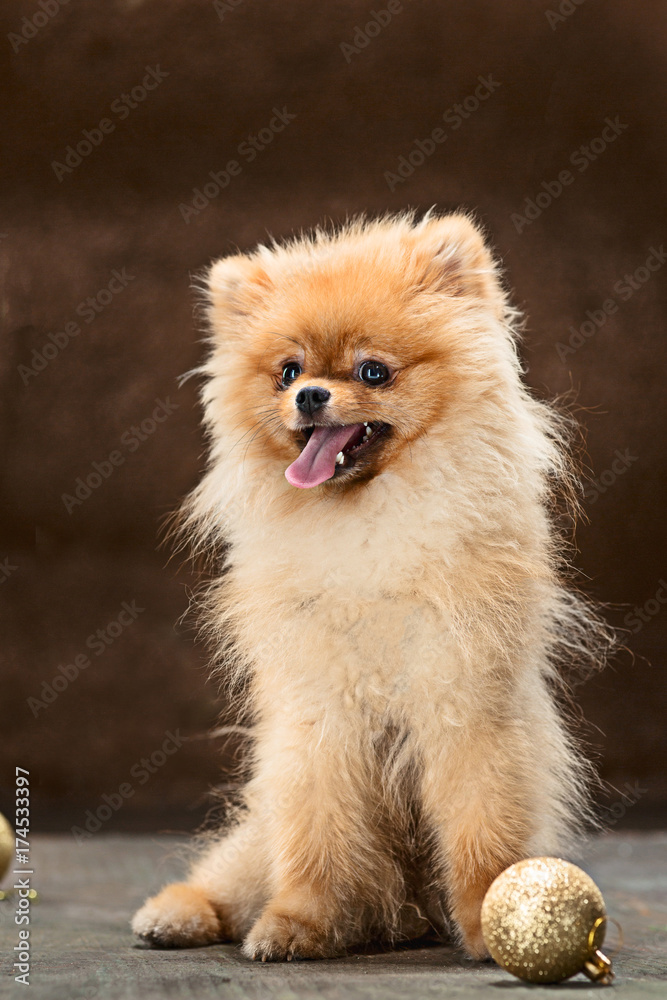 Spitz-dog in studio on a neutral background Spitz-dog in studio on a neutral background