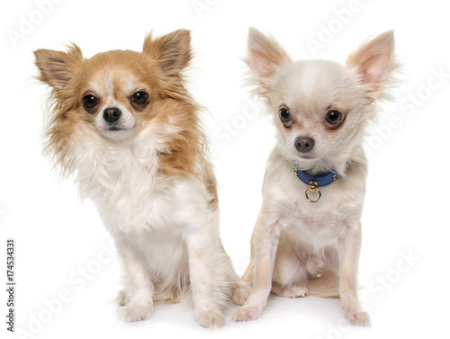 young longhair chihuahuas
