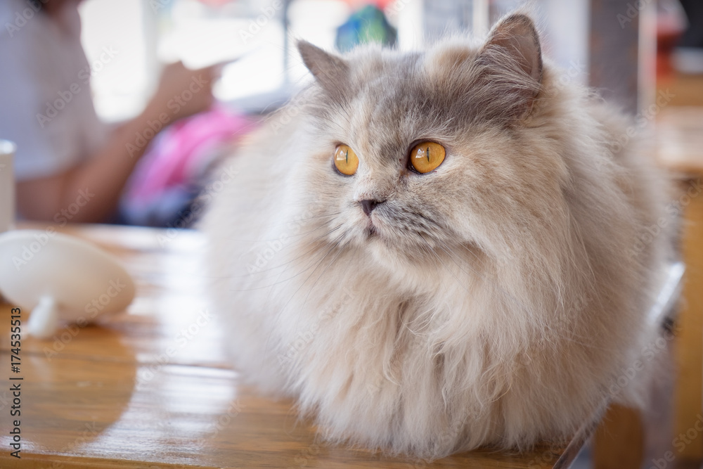 Obraz premium Maine coon cat sitting on wood table