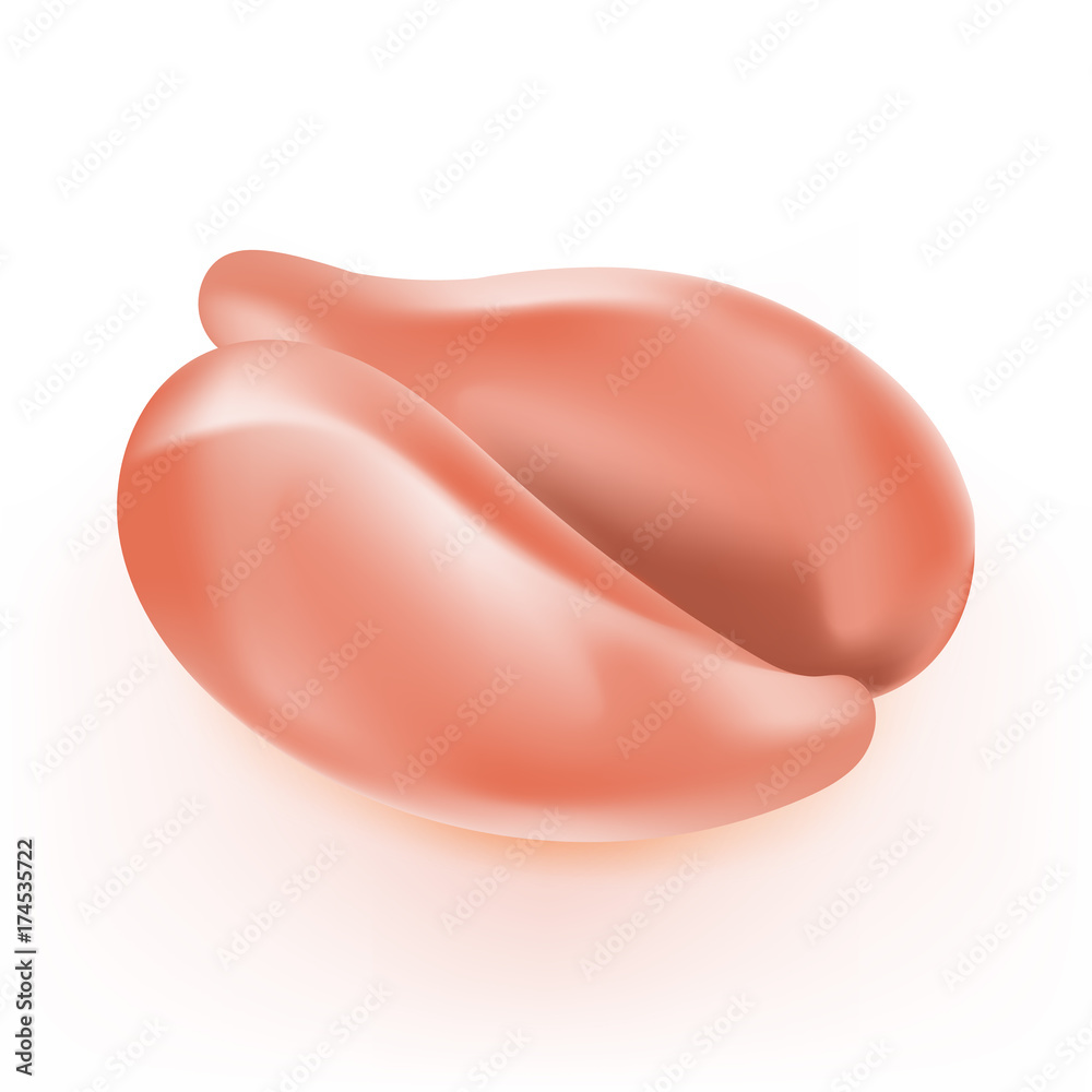 Chicken breast (meat), raw fillet isolated on white. Vector illustration Chicken breast (meat), raw fillet isolated on white. Vector illustration