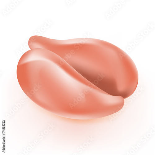 Chicken breast (meat), raw fillet isolated on white. Vector illustration