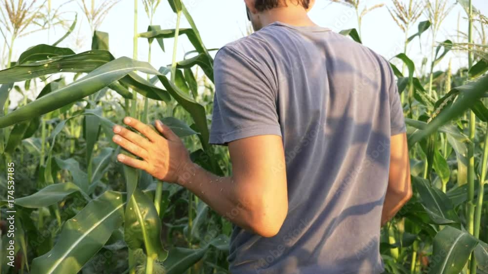 Young farmer checking progress of corn cobs growth on the field of organic farm.