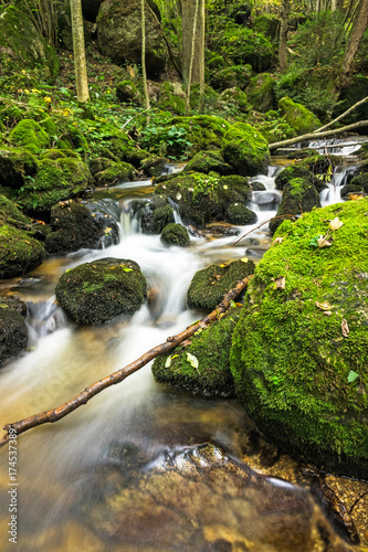 Gebirgsbach im Wald