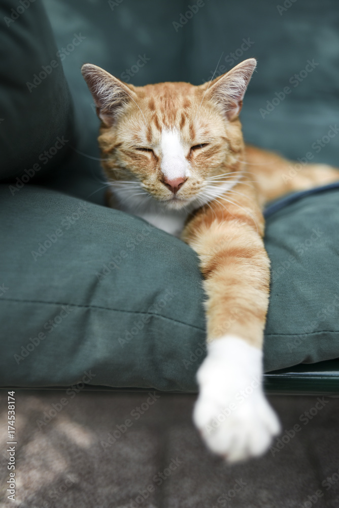 A young cat sleeping on a couch at home, sweet and beautiful.