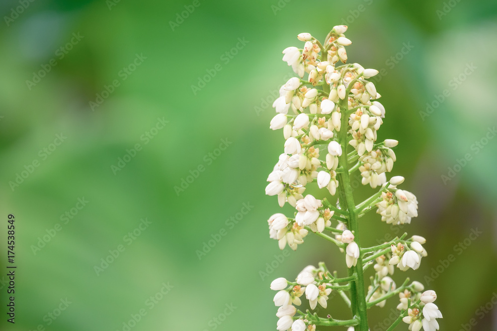 Closeup of White herbal flower buds of Xiphidium caeruleum Aubl plant with defocus background in the garden, Thailand Closeup of White herbal flower buds of Xiphidium caeruleum Aubl plant with defocus background in the garden, Thailand