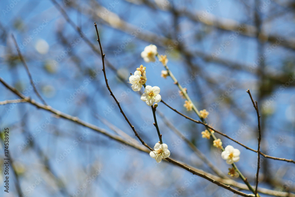 Closeup branch of white Wild Himalayan Cherry (Prunus cerasoides) in blue sky background Closeup branch of white Wild Himalayan Cherry (Prunus cerasoides) in blue sky background