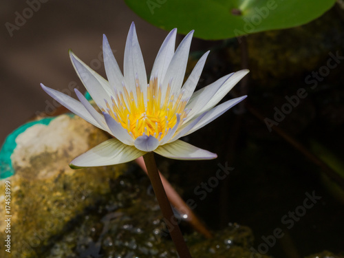 Water Lily with Lotus Leaf on Pond