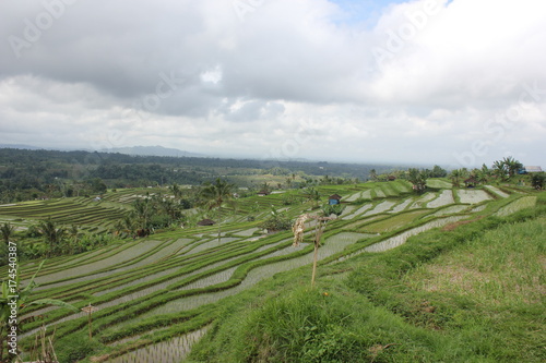 JATILUWIH 