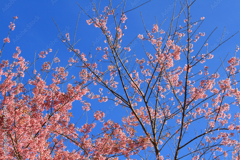 Branch of the Wild Himalayan Cherry flower in Northern of Thailand Branch of the Wild Himalayan Cherry flower in Northern of Thailand