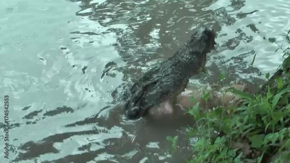 Krokodilfarm in Florida