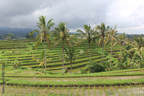 JATILUWIH 
