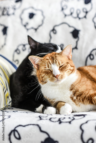 Two domestic cats lying on the couch and hugging.